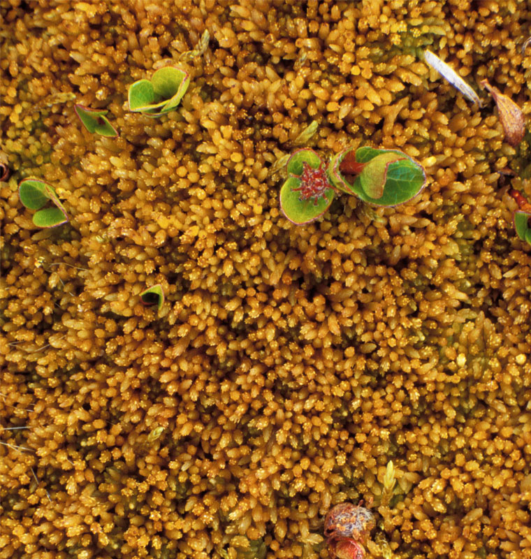 Sphagnum concinnum